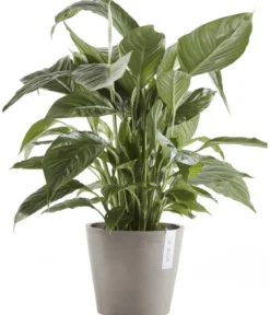 Ecopots Kunststoff-Topf Amsterdam, rund