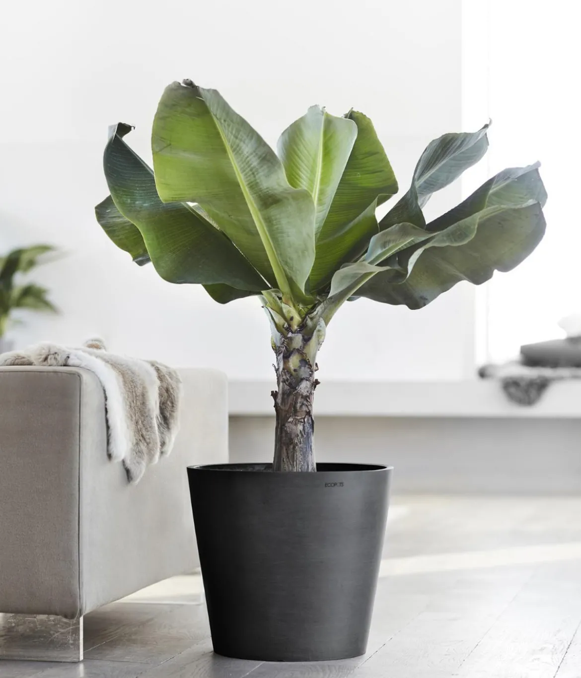 Ecopots Kunststoff-Topf Amsterdam, rund