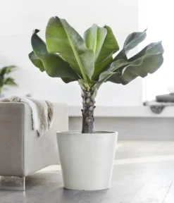 Ecopots Kunststoff-Topf Amsterdam, rund