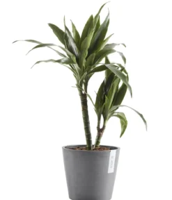 Ecopots Kunststoff-Topf Amsterdam, rund
