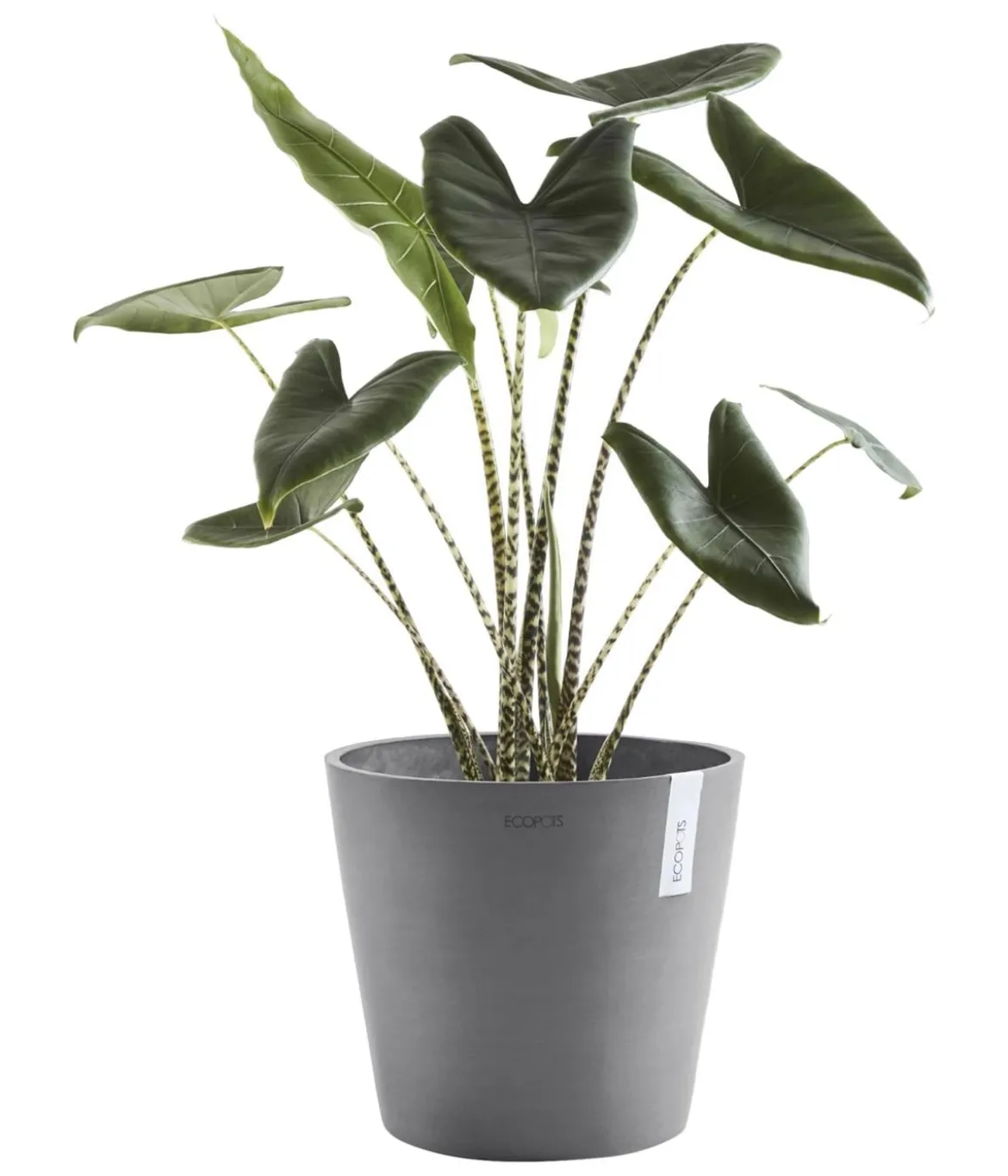 Ecopots Kunststoff-Topf Amsterdam, rund