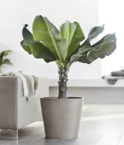 Ecopots Kunststoff-Topf Amsterdam, rund