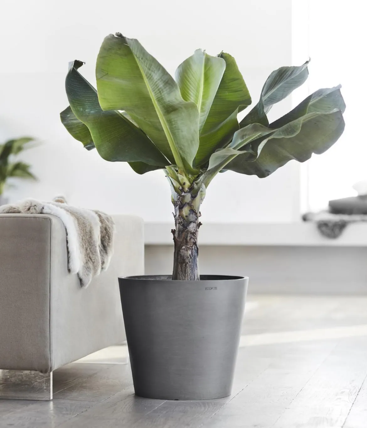 Ecopots Kunststoff-Topf Amsterdam, rund