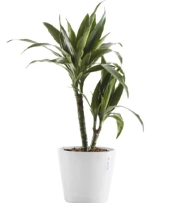 Ecopots Kunststoff-Topf Amsterdam, rund