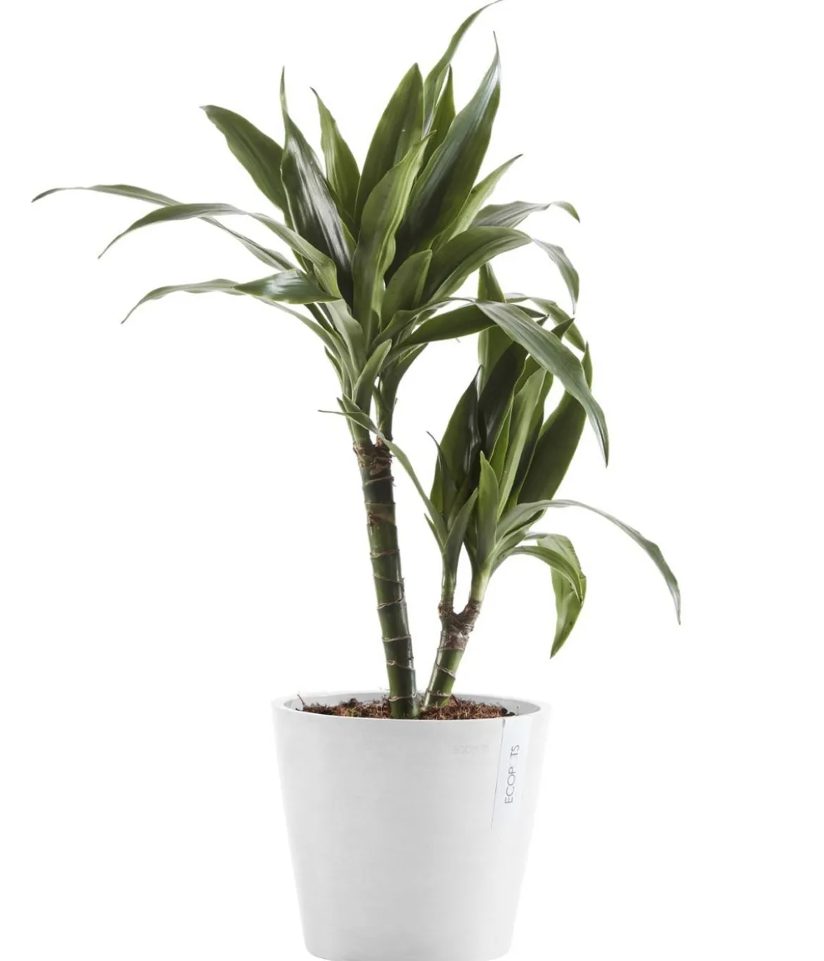 Ecopots Kunststoff-Topf Amsterdam, rund