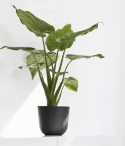Ecopots Kunststoff-Topf Oslo Mini, rund