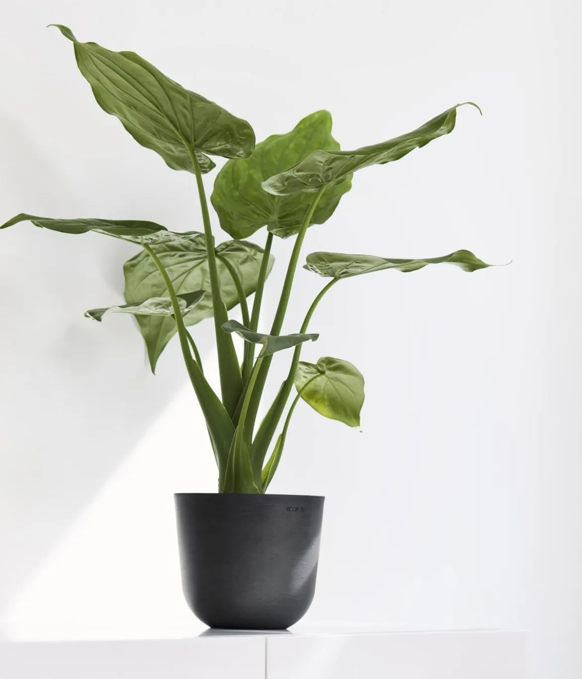 Ecopots Kunststoff-Topf Oslo Mini, rund