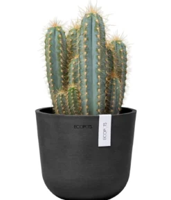 Ecopots Kunststoff-Topf Oslo Mini, rund