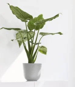 Ecopots Kunststoff-Topf Oslo Mini, rund
