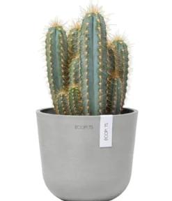 Ecopots Kunststoff-Topf Oslo Mini, rund