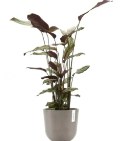 Ecopots Kunststoff-Topf Oslo mit Wassersystem, rund