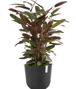 Ecopots Kunststoff-Topf Oslo mit Wassersystem, rund