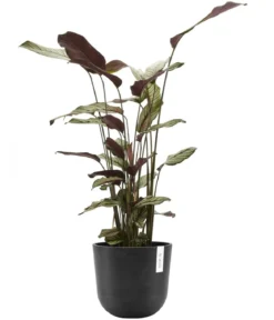 Ecopots Kunststoff-Topf Oslo mit Wassersystem, rund