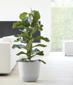 Ecopots Kunststoff-Topf Oslo mit Wassersystem, rund