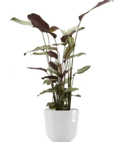 Ecopots Kunststoff-Topf Oslo mit Wassersystem, rund