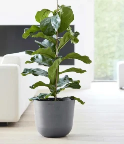 Ecopots Kunststoff-Topf Oslo, rund