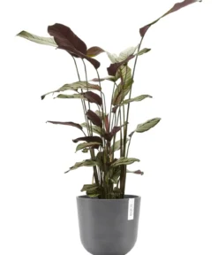 Ecopots Kunststoff-Topf Oslo, rund