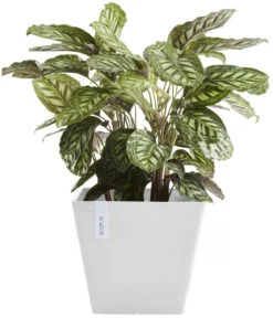 Ecopots Kunststoff-Topf Rotterdam, quadratisch
