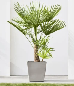 Ecopots Kunststoff-Topf Rotterdam mit Rollen und Wassersystem, quadratisch