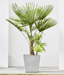 Ecopots Kunststoff-Topf Rotterdam mit Rollen und Wassersystem, quadratisch