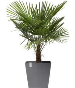 Ecopots Kunststoff-Topf Rotterdam mit Rollen und Wassersystem, quadratisch