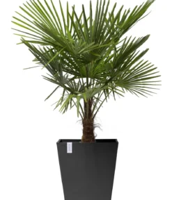 Ecopots Kunststoff-Topf Rotterdam mit Rollen und Wassersystem, quadratisch