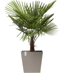 Ecopots Kunststoff-Topf Rotterdam mit Rollen und Wassersystem, quadratisch