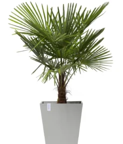 Ecopots Kunststoff-Topf Rotterdam mit Rollen und Wassersystem, quadratisch
