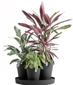 Ecopots Kunststoff-Topf-Set Dubai mit Untersetzer, 4-teilig