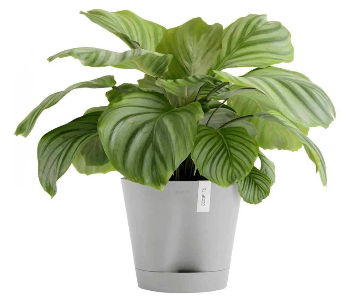 Ecopots Kunststoff-Topf Venice 2, rund