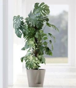 Ecopots Kunststoff-Topf Venice 2, rund