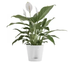 Ecopots Kunststoff-Topf Venice 2, rund
