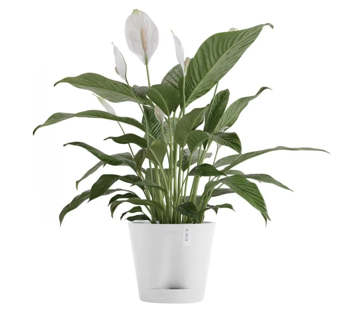 Ecopots Kunststoff-Topf Venice 2, rund