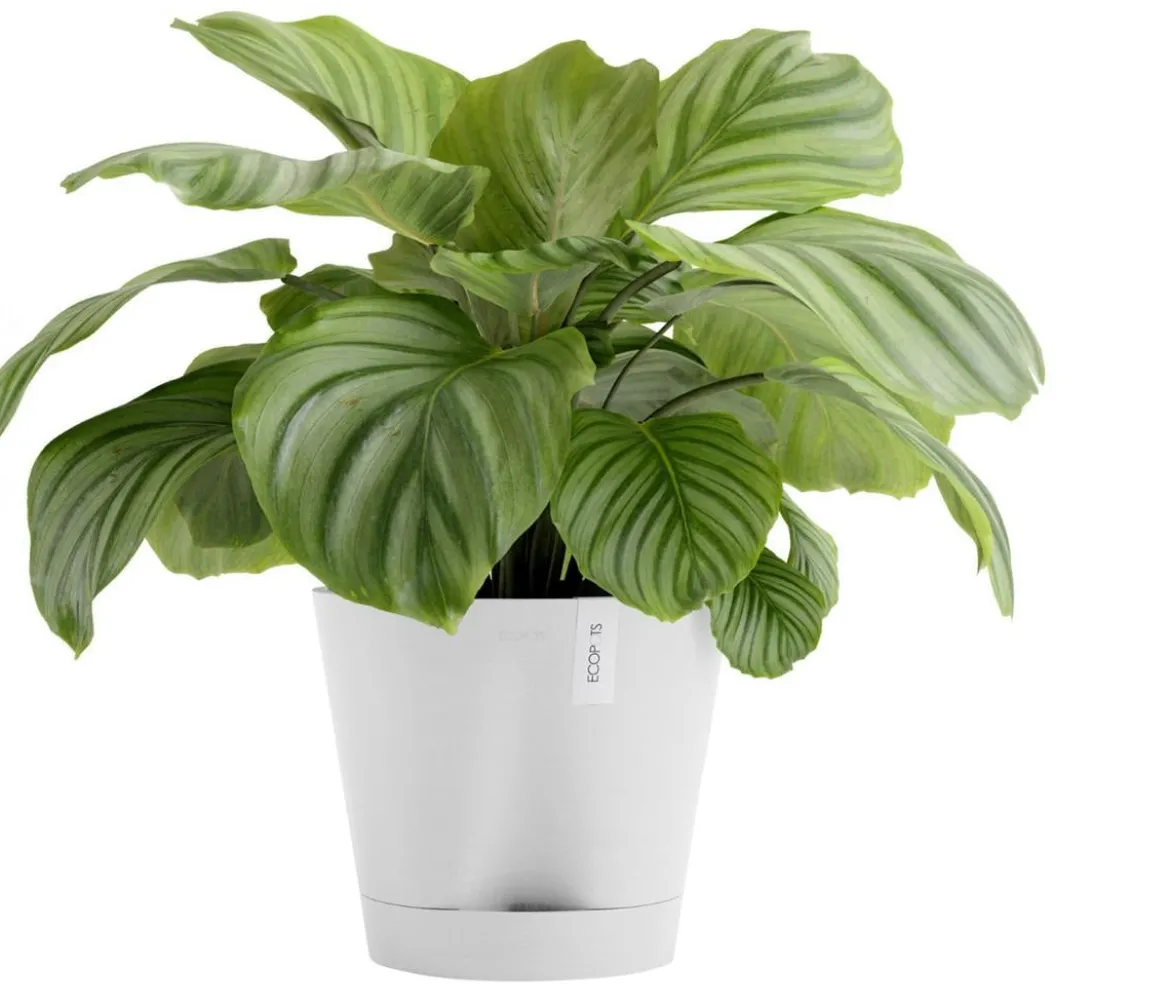 Ecopots Kunststoff-Topf Venice 2, rund