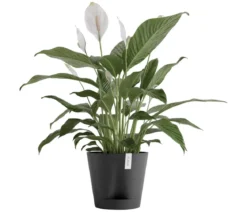 Ecopots Kunststoff-Topf Venice 2, rund