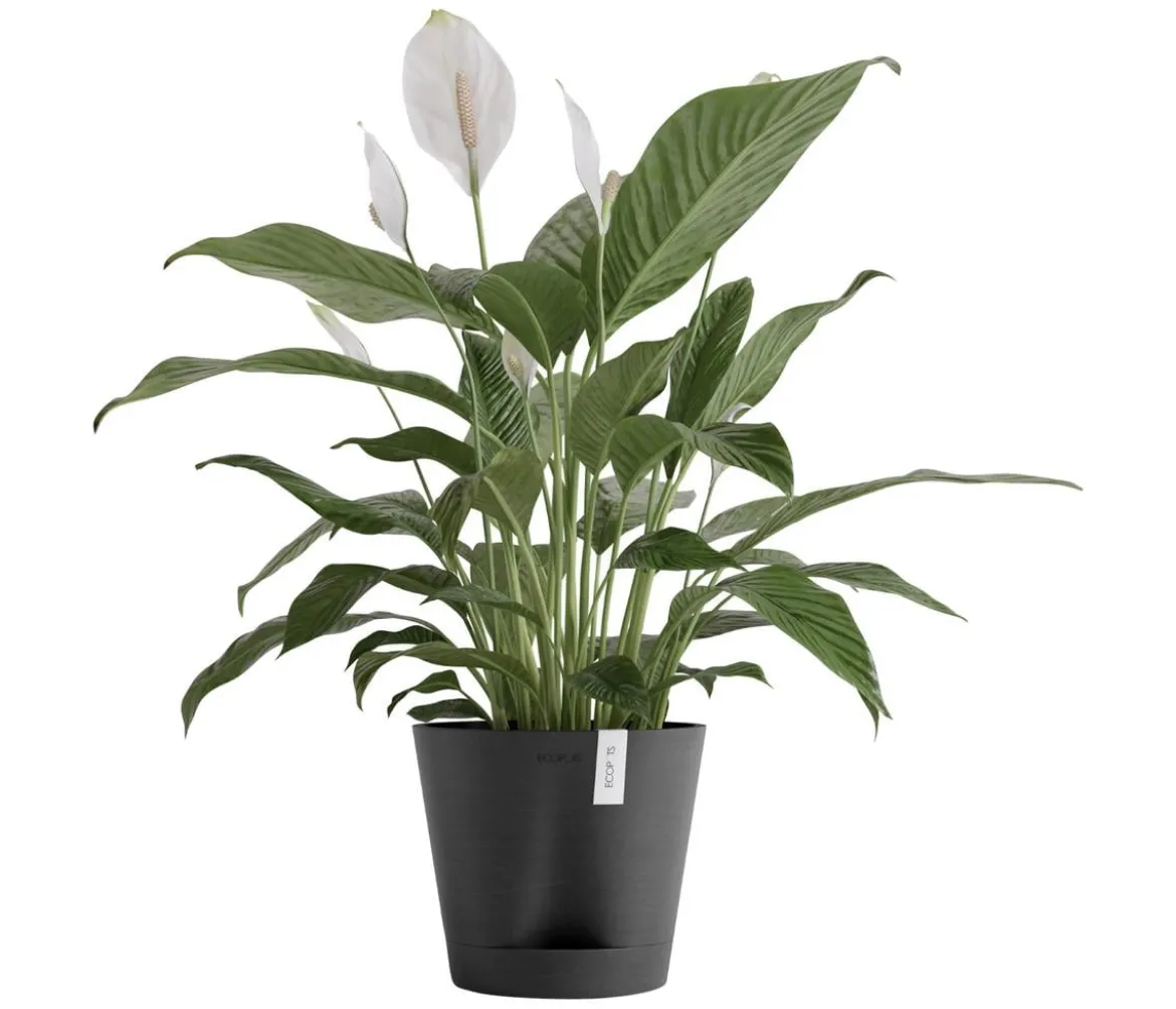 Ecopots Kunststoff-Topf Venice 2, rund