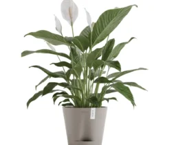 Ecopots Kunststoff-Topf Venice 2, rund