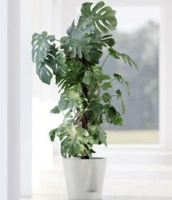 Ecopots Kunststoff-Topf Venice 2, rund
