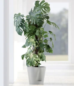 Ecopots Kunststoff-Topf Venice 2, rund