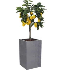EDA Kunststoff-Topf Basalt Up, quadratisch, ca. B30/H50/T30 cm