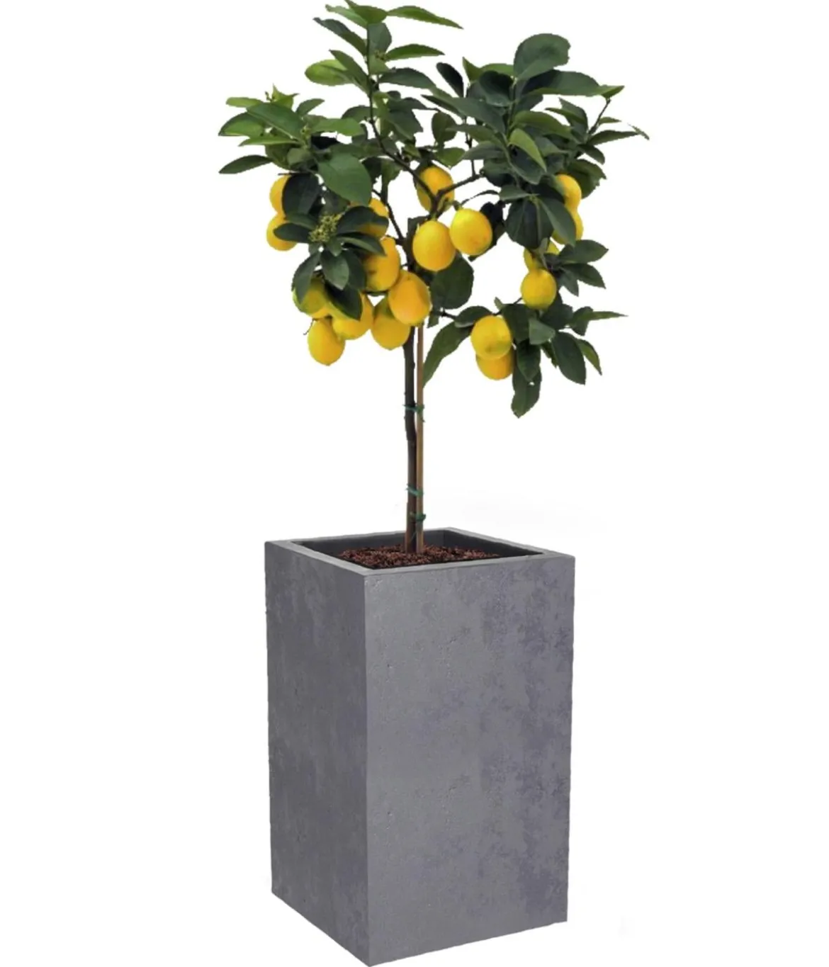 EDA Kunststoff-Topf Basalt Up, quadratisch, ca. B30/H50/T30 cm