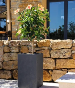 EDA Kunststoff-Topf Basalt Up, quadratisch, ca. B30/H50/T30 cm