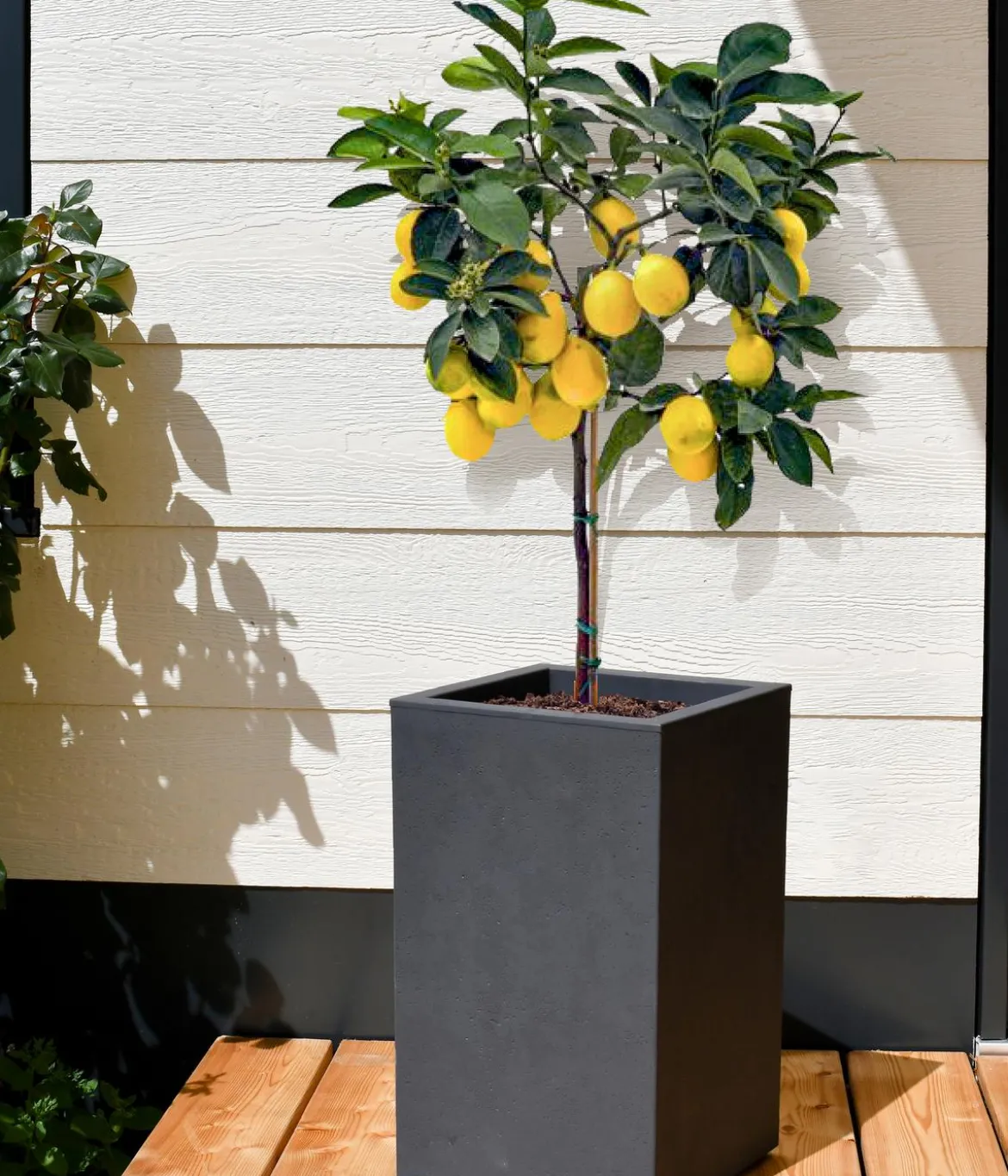 EDA Kunststoff-Topf Basalt Up, quadratisch, ca. B30/H50/T30 cm