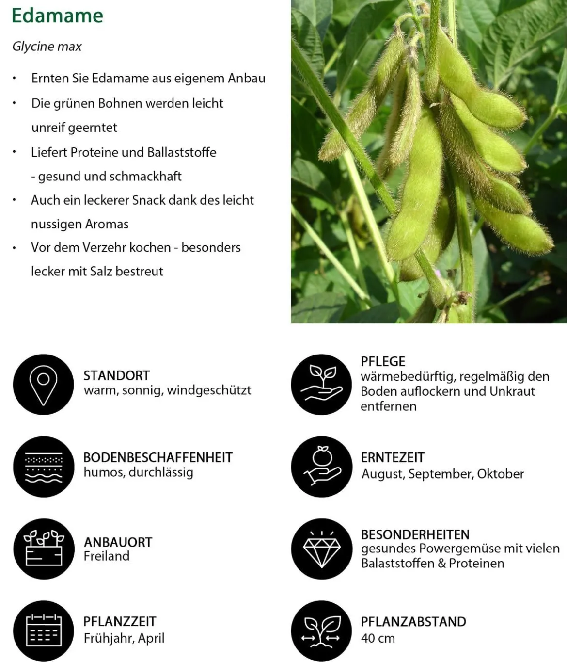 Edamame