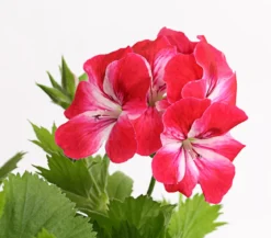 Edelgeranie, Stämmchen