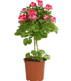 Edelgeranie, Stämmchen