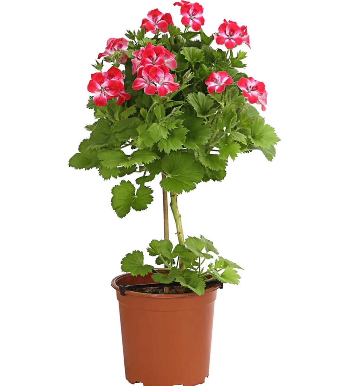 Edelgeranie, Stämmchen