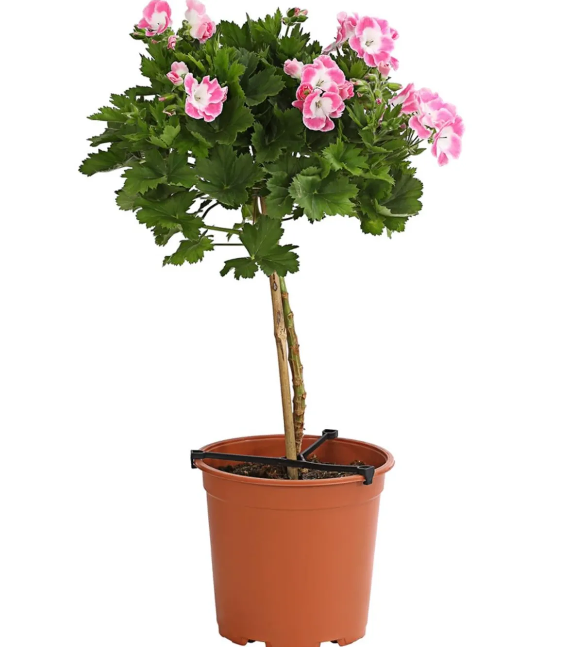 Edelgeranie, Stämmchen