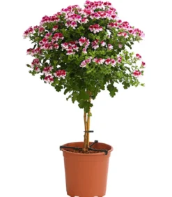 Edelgeranie, Stämmchen