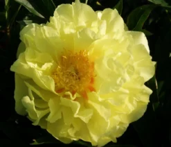 Edel-Pfingstrose 'Bartzella'